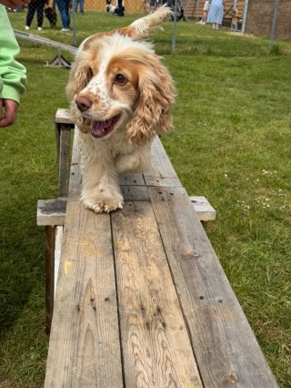 Difford Dog Show